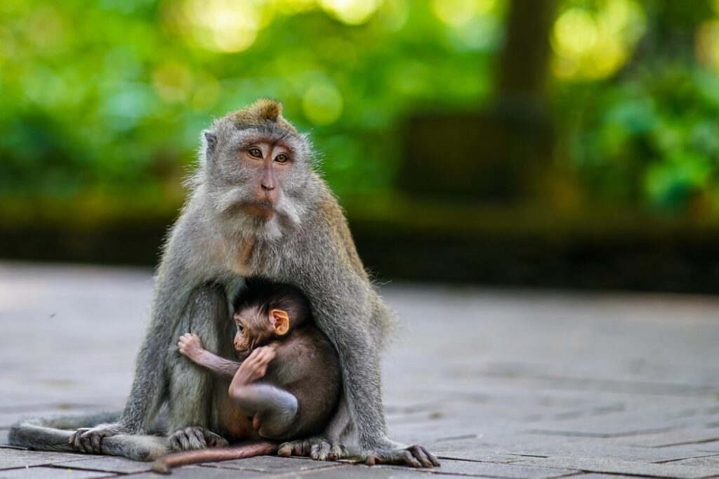 Monkey mom and baby in Ubud Monkey Forest